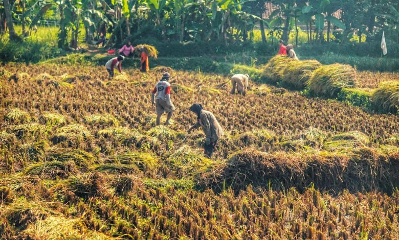 ketahanan pangan Subang