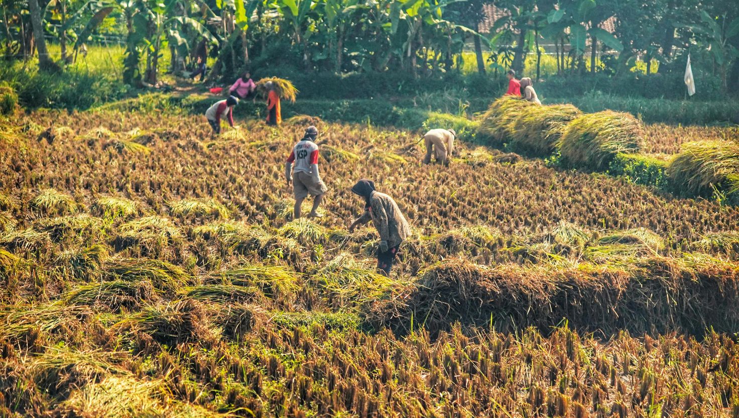 ketahanan pangan Subang
