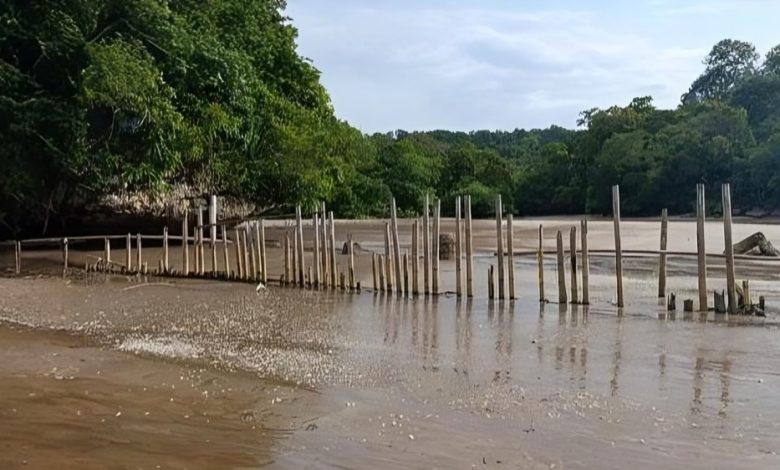 Rusa Cagar Alam Pangandaran