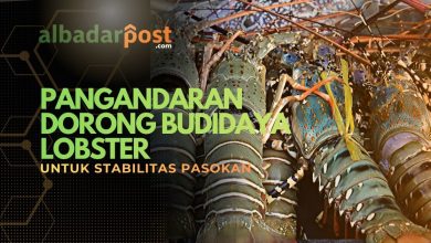 budidaya lobster