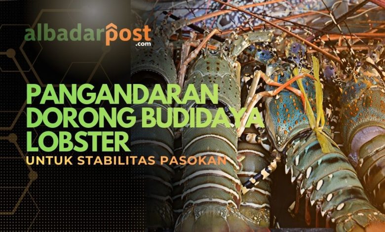 budidaya lobster