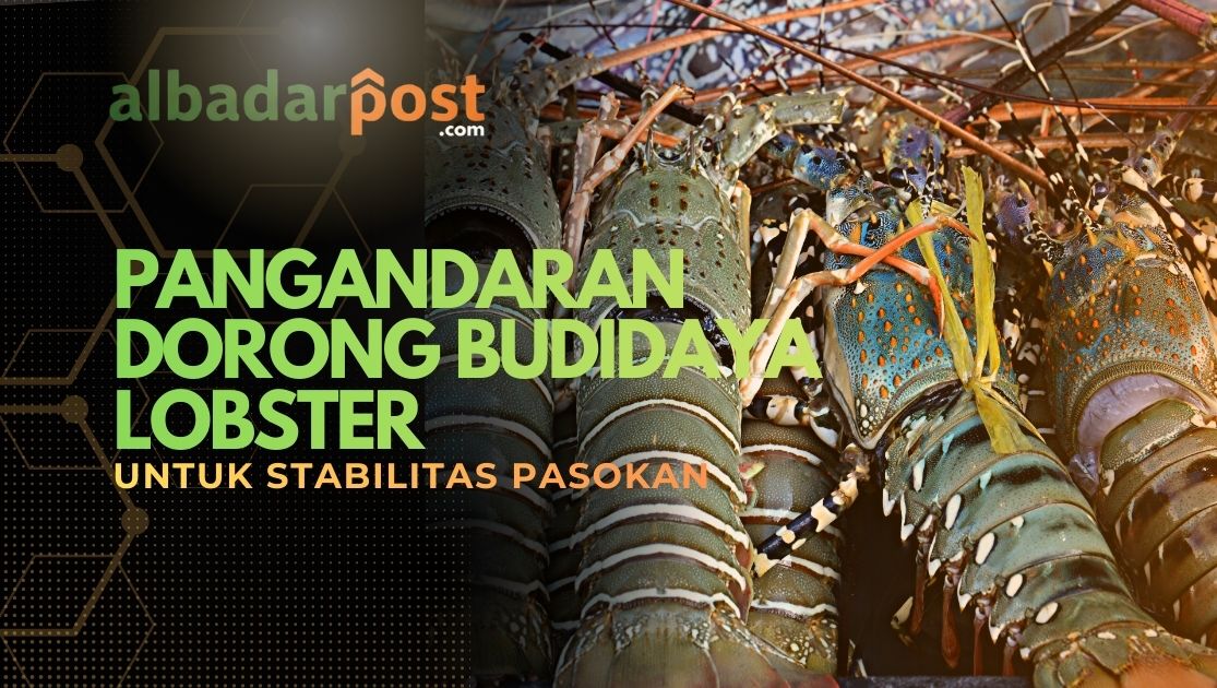 budidaya lobster
