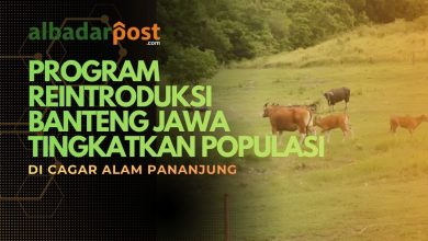 reintroduksi banteng jawa