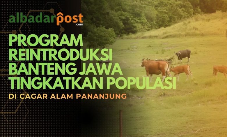 reintroduksi banteng jawa