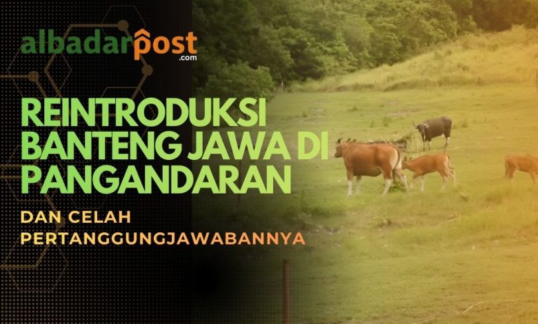 reintroduksi banteng jawa