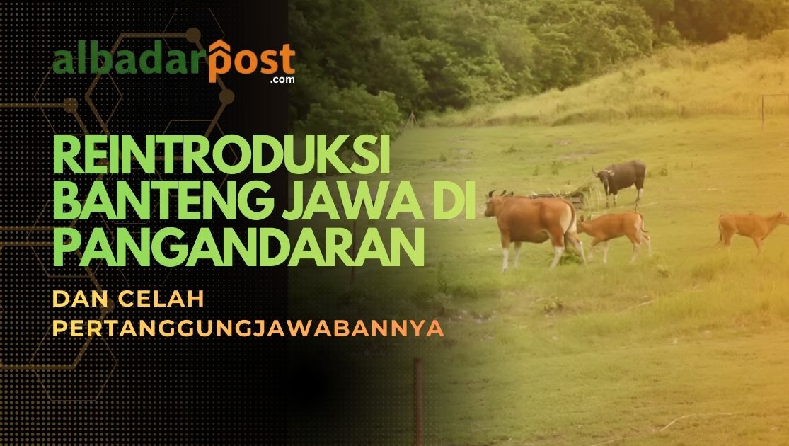 reintroduksi banteng jawa