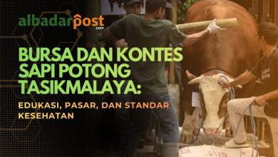 kontes sapi potong