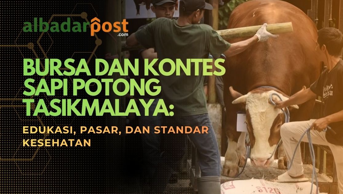 kontes sapi potong