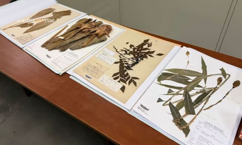 Peneliti menelusuri database flora digital Singapore Herbarium yang membuka akses global ilmu botani Asia Tenggara