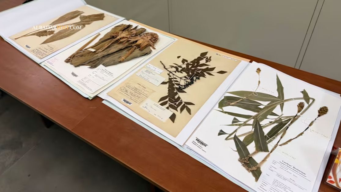 Peneliti menelusuri database flora digital Singapore Herbarium yang membuka akses global ilmu botani Asia Tenggara