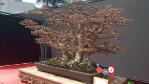 kontes bonsai Tasikmalaya