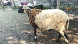 Domba Kurban Tasikmalaya