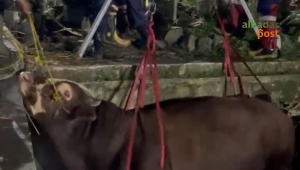 Sapi Kurban Tasikmalaya