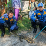 Biawak di Dapur