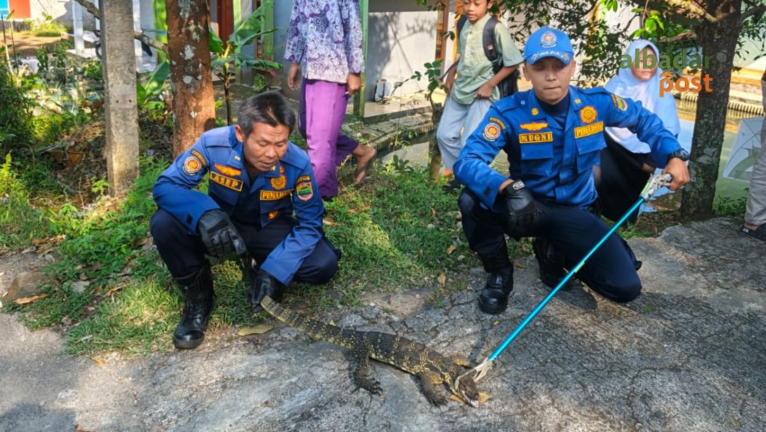 Biawak di Dapur
