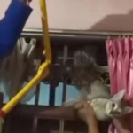 Damkar Selamatkan Kucing