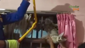Damkar Selamatkan Kucing