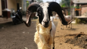 Pesta Patok Domba