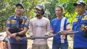 Kobra Kota Banjar