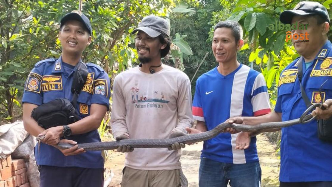 Kobra Kota Banjar