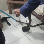 Evakuasi Ular Ciamis