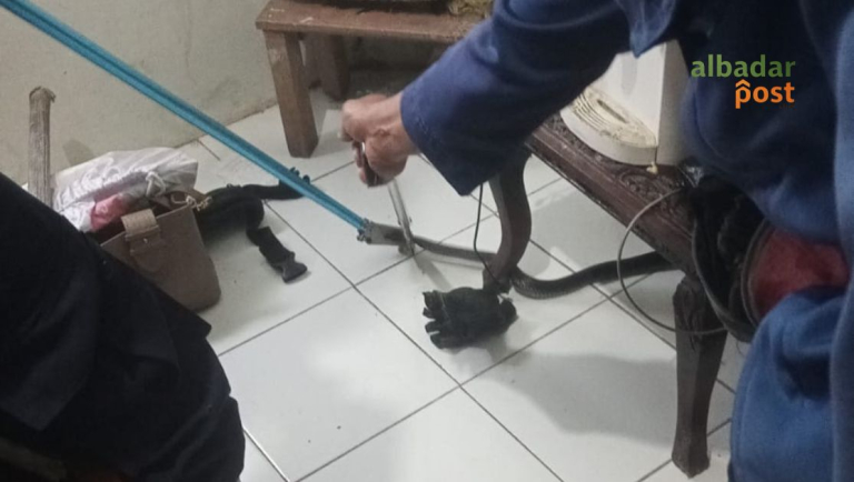 Evakuasi Ular Ciamis