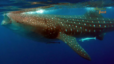 Hiu paus (Rhincodon typus)