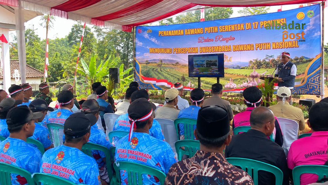 penanaman bawang putih