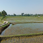 Beras Rendah Emisi
