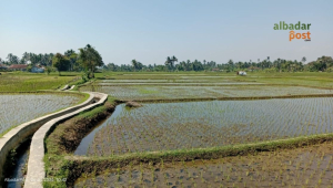Beras Rendah Emisi