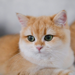 kucing tetangga boker