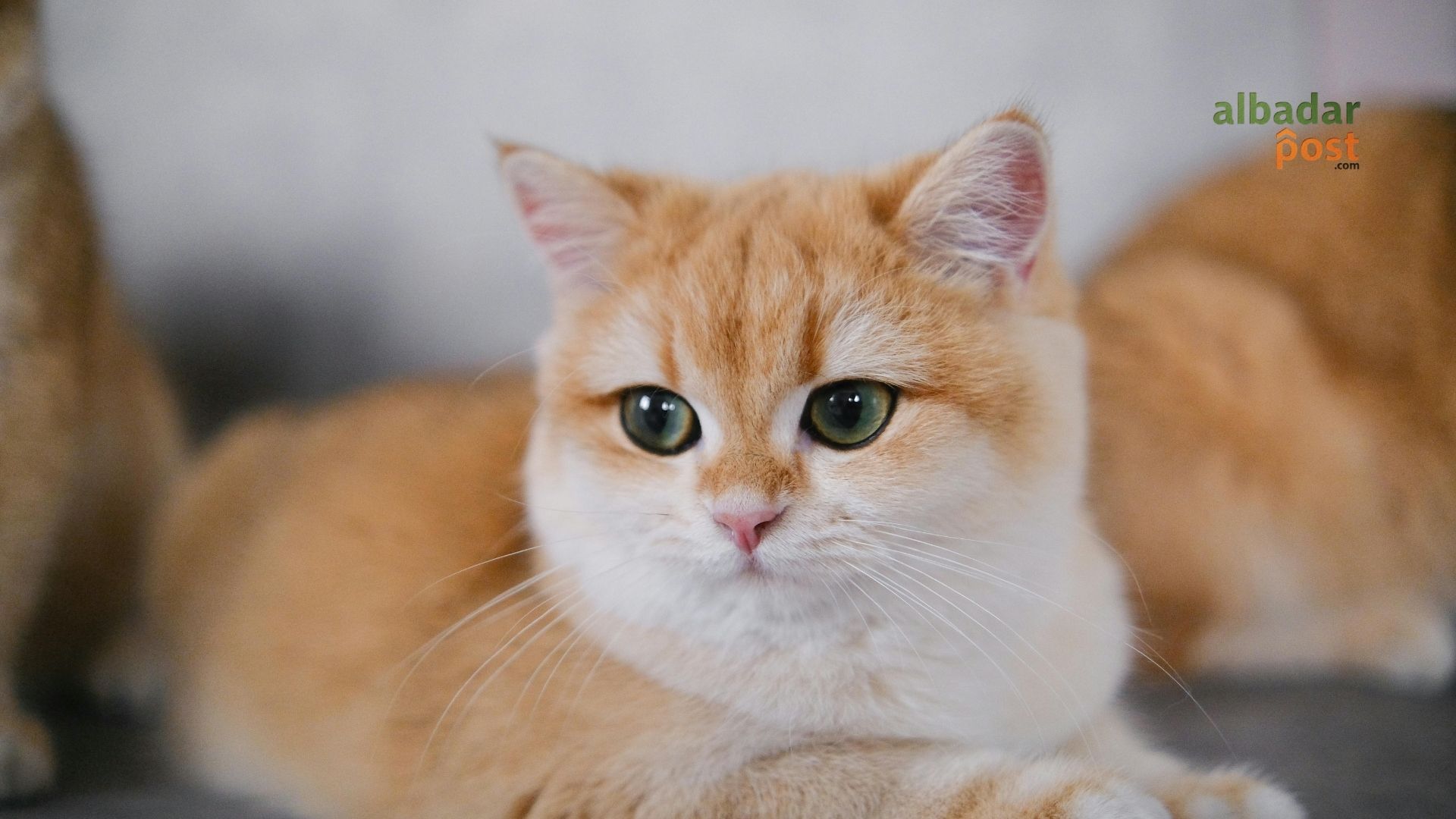 kucing tetangga boker