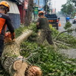 pohon tumbang Tasikmalaya