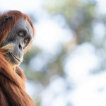 Orangutan Sempurna