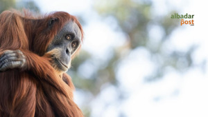 Orangutan Sempurna