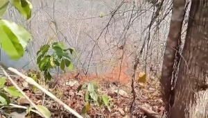 kebakaran lahan Pangandaran