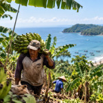 Produksi Pisang Pangandaran