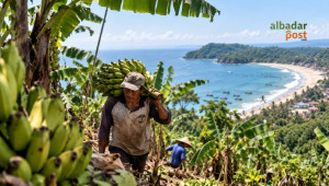Produksi Pisang Pangandaran