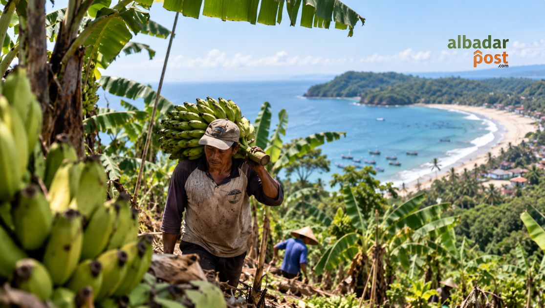Produksi Pisang Pangandaran