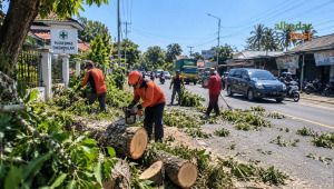 Pohon Cikangkung