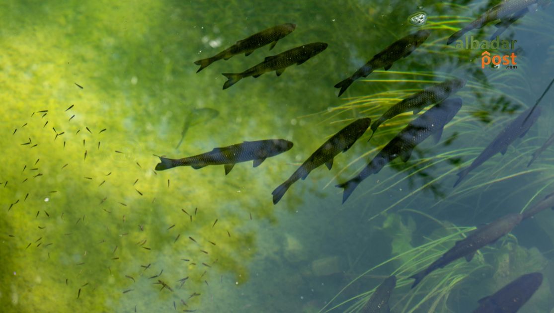 ikan Sungai Cikokok