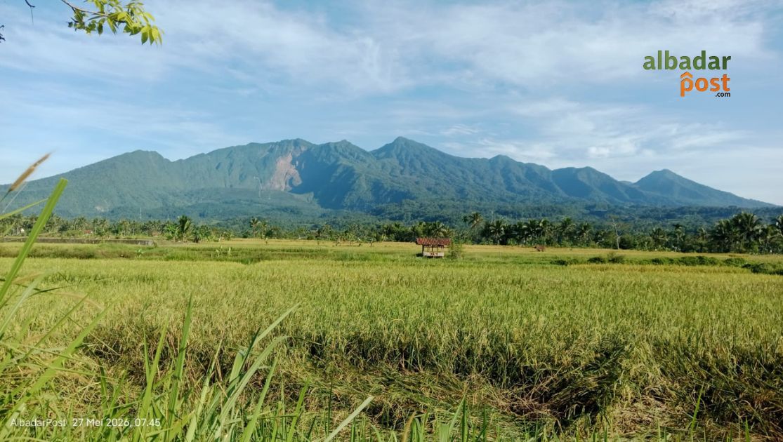 produksi padi Sukaratu