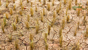 sawah puso Garut